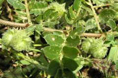Tribulus terrestris